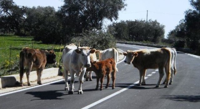 cagnanovarano-corpoforestale